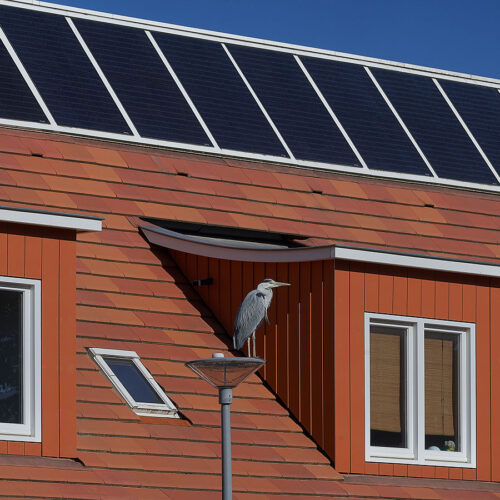 Houten kozijnen in prefab dakkapel op De Wielewaal